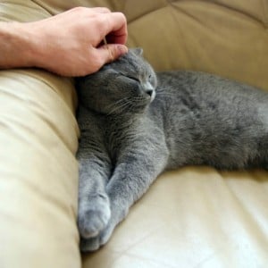 Talk to Your Patients About Pet Health