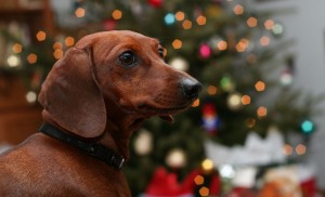 Your Pet's Health and the Holidays