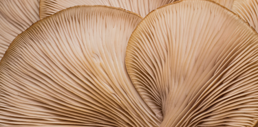 Prebiotic Supplement Benefits: 5 Clinical Uses | DaVinci Labs