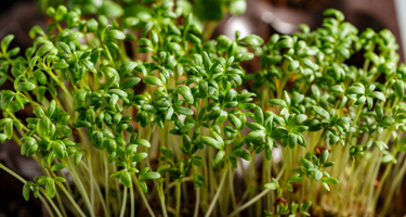 Sulforaphane Benefits for Developing Minds*