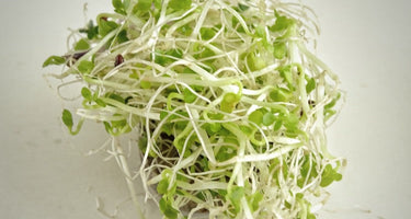 Is Broccoli Sprout Extract the New Turmeric?