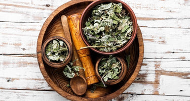 What Are the Health Benefits of Butterbur?