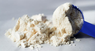 Hemp Protein VS. Whey Protein: What’s the Difference?