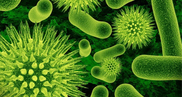 The Importance of 5-MTHF: Methylation and Your Body