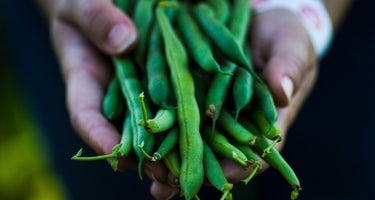 How Nutrient Depletion Affects the Immune System