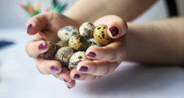 Unique Quail Egg Benefits for the Immune System