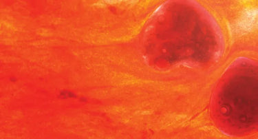 Blood Sugar Support