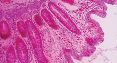 GI & Digestive Support